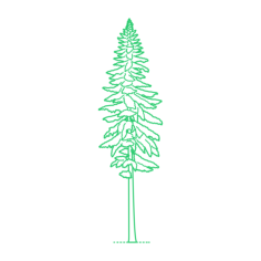 Plants Hemlocks Western Hemlock Sketch Svg Vector, Free Vectors File